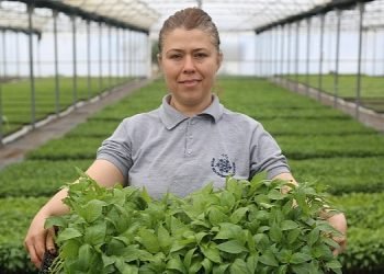 Aydın Büyükşehir Belediyesi Ata Tohumlarından Fideleri Vatandaşlarla Buluşturuyor