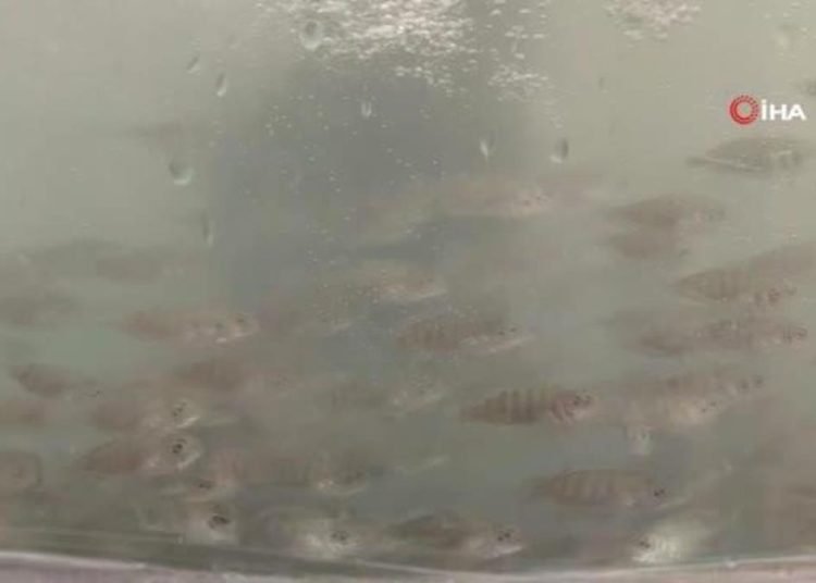 Binlerce yavru balık İzmit Körfezi’ne salındı