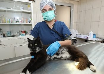 Gaziemir’de 21 bin 940 hayvana veteriner sağlık hizmeti