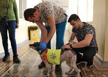 Konak’taki can dostlar için aşı mesaisi