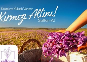 Türkiye’de bir ilk; safran üretim girişimi fonlanıyor