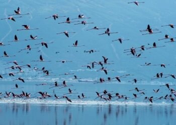 Başkan Soyer Çiğli Arıtma Tesisi’ndeki çalışmaları inceledi İZSU’dan temiz Körfez için tarihi adımlar