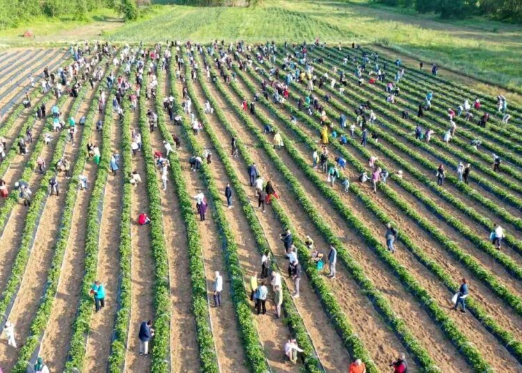 İzmit Belediyesi Çilek Köyü’nde Hasat Programı Devam Ediyor