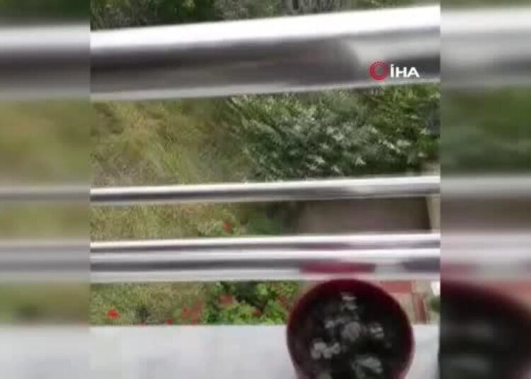 Köpeğe tekme iddiası ortalık karıştırdı: İki komşu böyle birbirine girdi