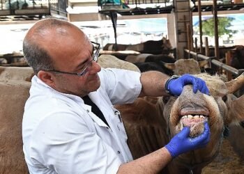 Osmangazi’de yaşına girmemiş ve gebe hayvanların satışına izin verilmiyor