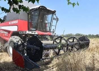 İlk Defa Belediye Arazisinde Buğday Hasadına Başlandı