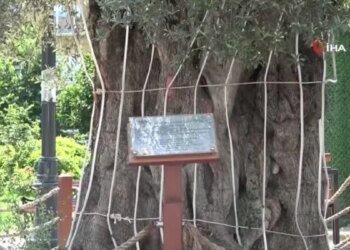 Kilometrelerce Uzaklıktan Getirilen 600 Yıllık Zeytin Ağacının Hikayesi