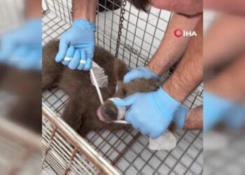 Yaralı Yavru Ayı İçin Seferber Oldular