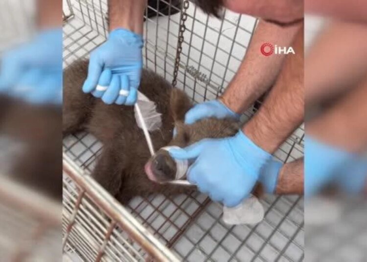 Yaralı Yavru Ayı İçin Seferber Oldular