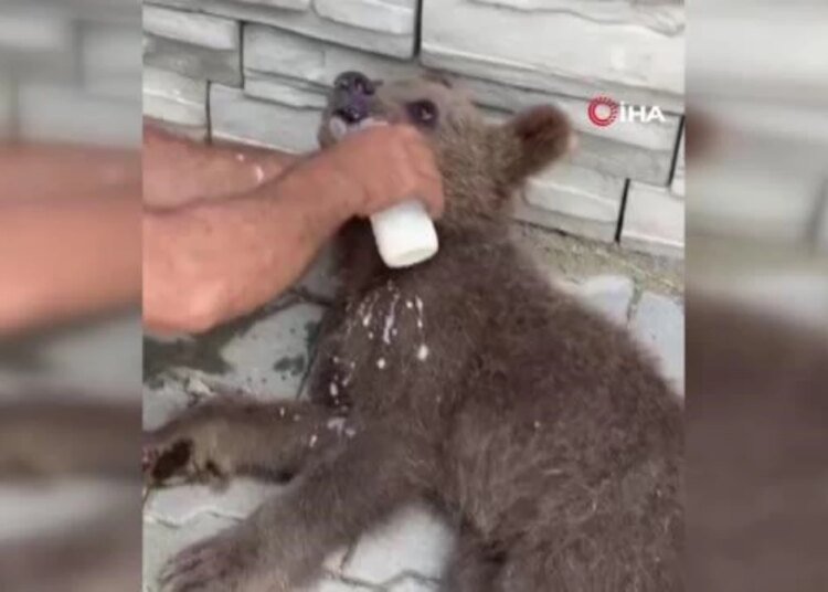 Yaralı Yavru Ayı İçin Seferber Oldular