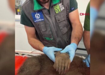 Yavru Boz Ayı Tuti Tedavi Edildikten Sonra Doğal Yaşam Alanına Salındı