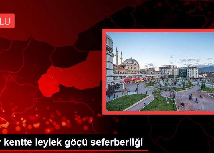 Bir kentte leylek göçü seferberliği