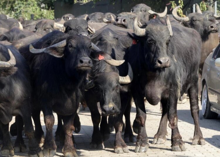 Kocaeli’de Manda Yetiştiriciliği İçin 920 Damızlık Manda Boğası Desteği Verildi