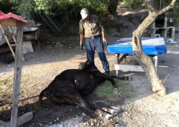 Kuru Ekmek Yiyen İnekler Çatlayarak Telef Oldu
