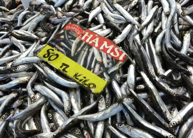 Kocaeli’de Hamsi Bolluğu: Fiyatlar Düşüyor