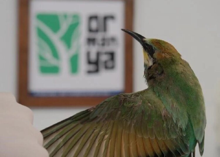 Yaralı Arı Kuşu Tedavi Edildi