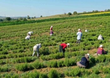 Kocaeli’de Tıbbi Aromatik Bitki Hasadı Başladı