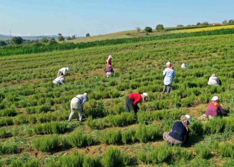 Kocaeli’de Tıbbi Aromatik Bitki Hasadı Başladı