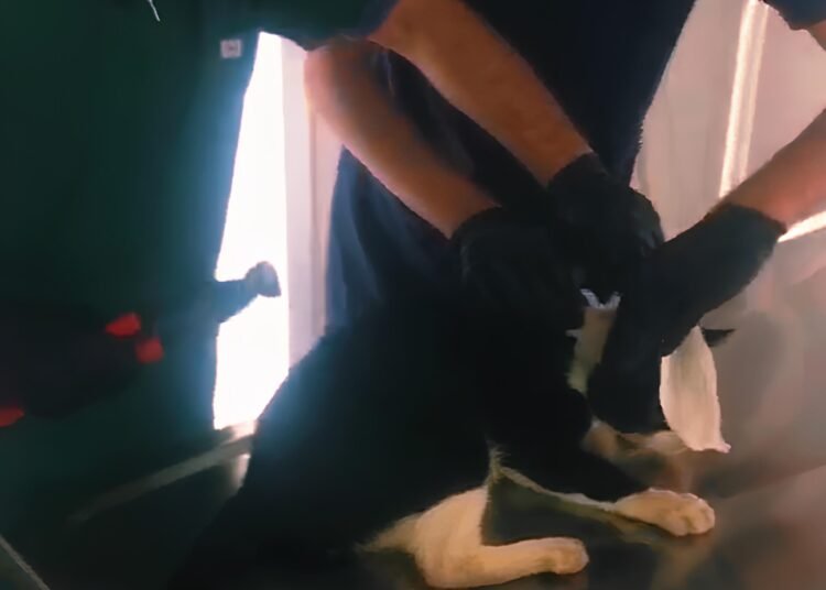 KARTEPE’DE KEDİ PİMAŞ PARÇASINDAN KURTULDU