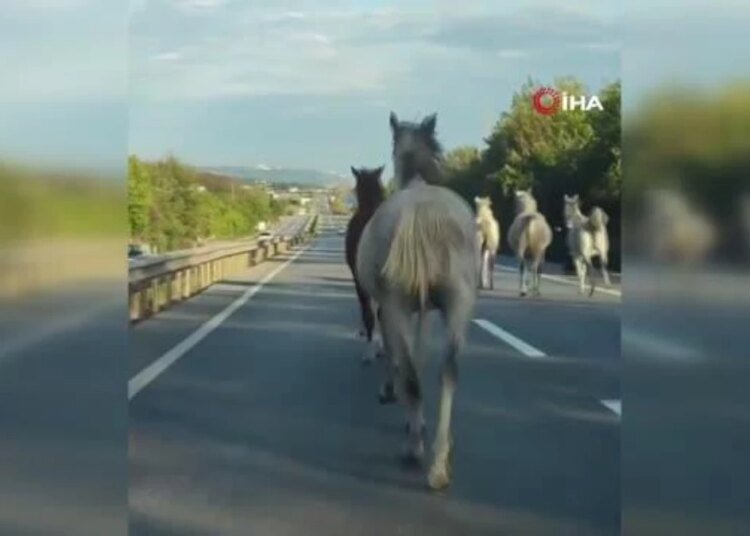 Asfaltı pist sanıp dörtnala koştular: Görenler şaşkına döndü