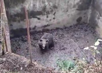 Kocaeli’de İçi Boş Havuza Düşen Ayı Yavrusu Kurtarıldı