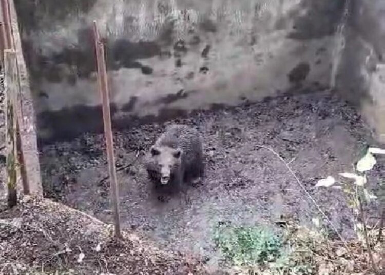 Kocaeli’de İçi Boş Havuza Düşen Ayı Yavrusu Kurtarıldı