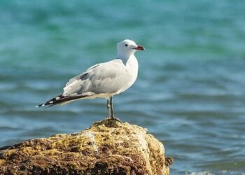 Nesli tehlikedeki Ada Martıları için Türkiye’nin önemi artıyor.