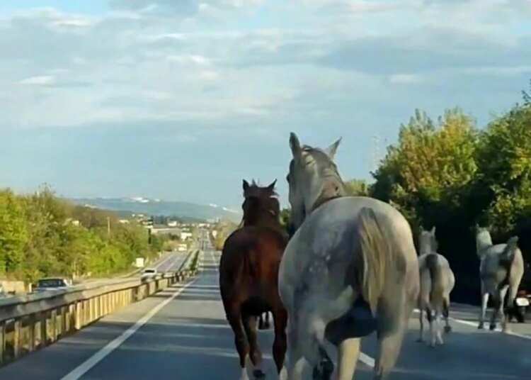 Sakarya ve Kocaeli’de D-100 Karayolunda Atlar Dörtnala Koştu