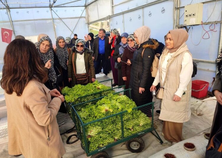 Kocaeli’de Topraksız Tarım Sistemiyle Marul Yetiştirildi