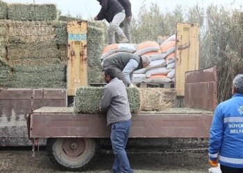Özlem Çerçioğlu’ndan zor durumdaki üreticiye yem ve yonca desteği