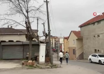 Beton elektrik direği ağaç ayakta tutuyor