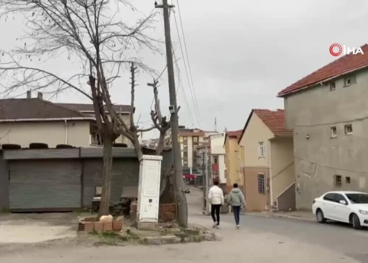 Beton elektrik direği ağaç ayakta tutuyor