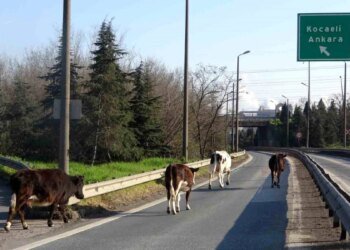 Dilovası’nda Otobana Giren Büyükbaş Hayvanlar Trafiği Alt Üst Etti