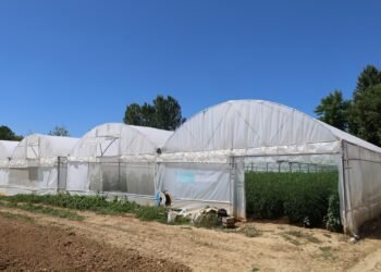 Buyuksehirden yuzde 50 hibeli modern sera destegi 4