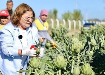 Didim Belediye Başkanı Hatice Gençay, Didim Belediyesi’ne ait tarlada yetiştirilen enginarların hasadına katıldı