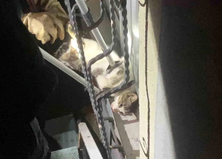 Gebze’de sıkışan kedi itfaiye tarafından kurtarıldı