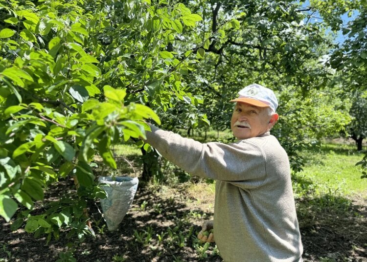 Kartepe’de Yağmurun Etkisiyle Erik Hasadı Erken Başladı
