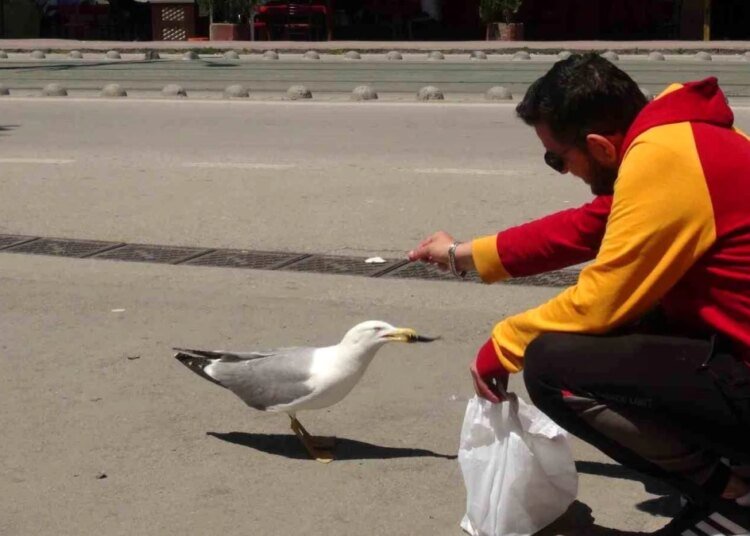 Kocaeli’de Tekel Bayisine Gelen Martı İşletme Sahibinin Yanından Ayrılmıyor