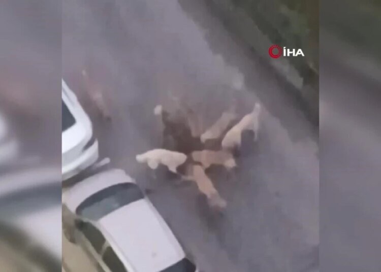 Sokak köpekleri yavru köpeği ve kediyi parçaladı: O anlar kamerada