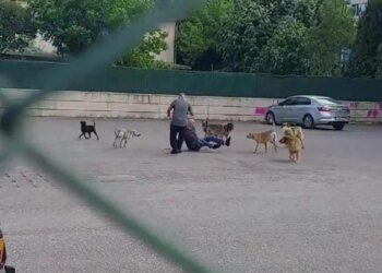Yaşlı adam, sokak ortasında 10 köpeğin saldırısına uğradı