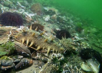 İzmit Körfezi’nde Japon Deniz Hıyarı Popülasyonu Artıyor