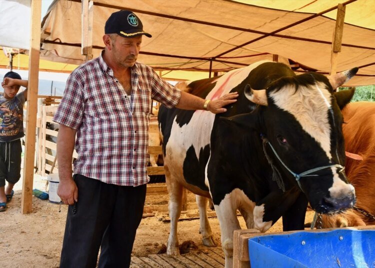 Kurbanlık Boğalar 680 Bin Liraya Alıcı Buldu