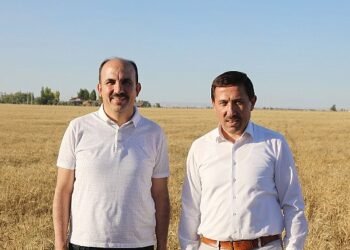 Başkan Altay: “Susuz Tarımla Yetiştirdiğimiz Yerli Buğdayın Hasadını Yaptık”