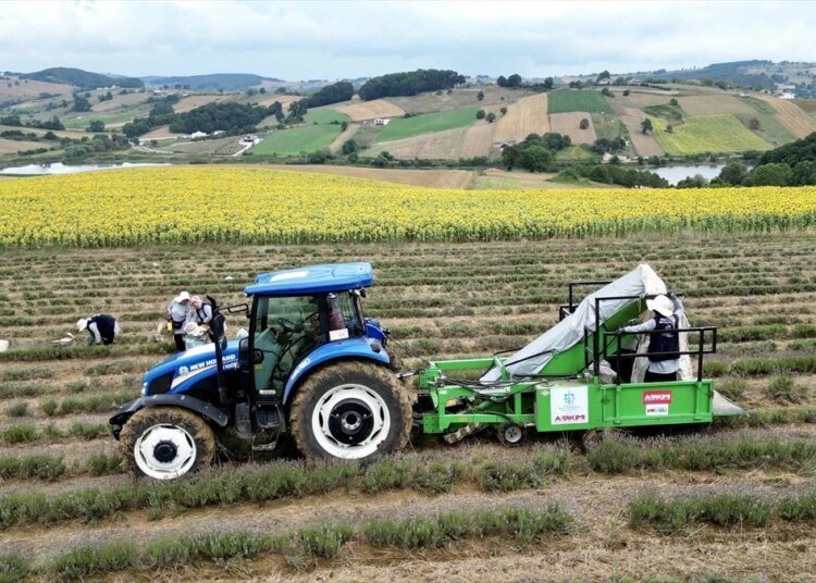Kocaeli’de Lavanta Hasadı Başladı