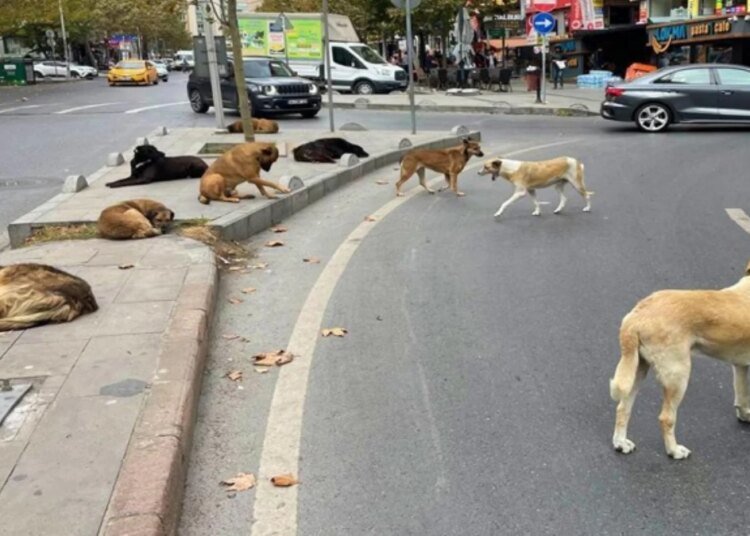 sahipsiz sokak kopekleriyle ilgili kanun teklifi 17550741 6613 amp