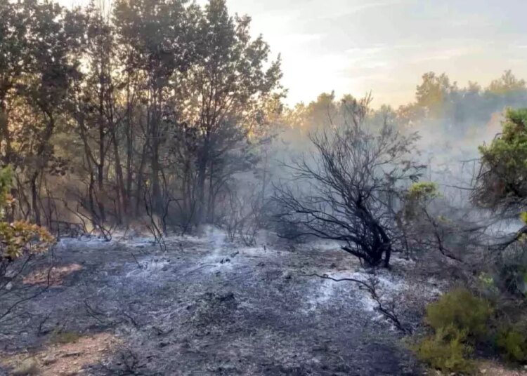 Gebze’deki Orman Yangını Kontrol Altına Alındı