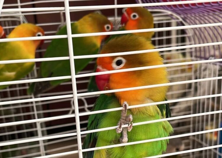 Gölcük’te Yabani Kuş Mezatı Yapanlara Cezai İşlem