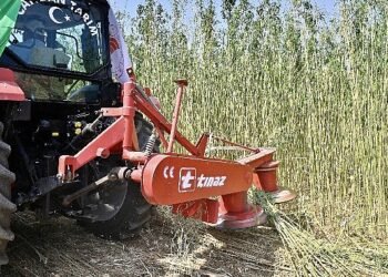 İzmir’de İlk Defa İzinli ve Kontrollü Olarak Lif ve Tohum Üretimi Amacıyla Yetiştirilen Kenevirin Hasadı Gerçekleştirildi