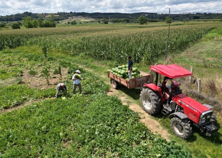 Kandıra Karpuzunda Hasat Mesaisi Başladı