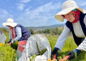 Kocaeli’de biberiye hasadı başladı